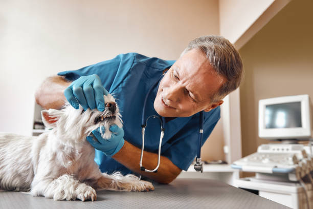 Best Chipped Tooth Repair Near Me  in Loyola, CA